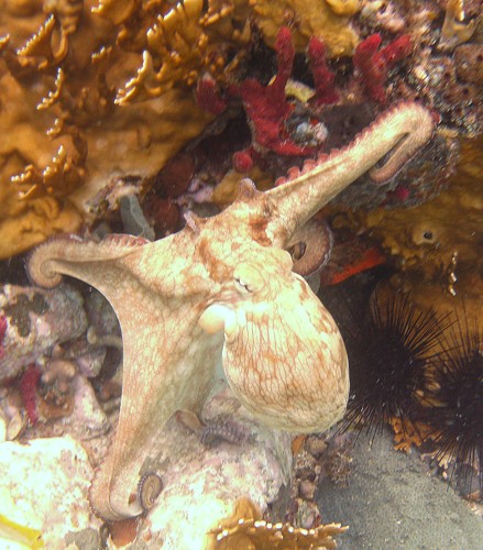 Octopus